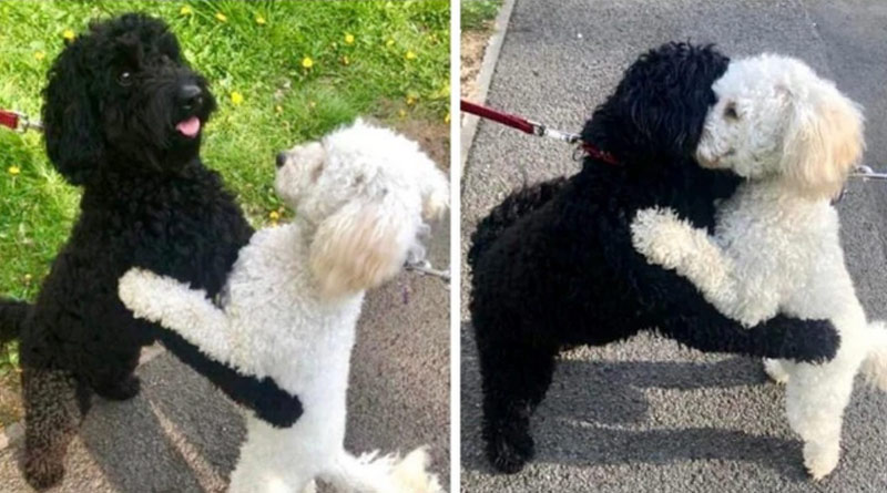 Dog siblings meeting and hugging each other in viral pics