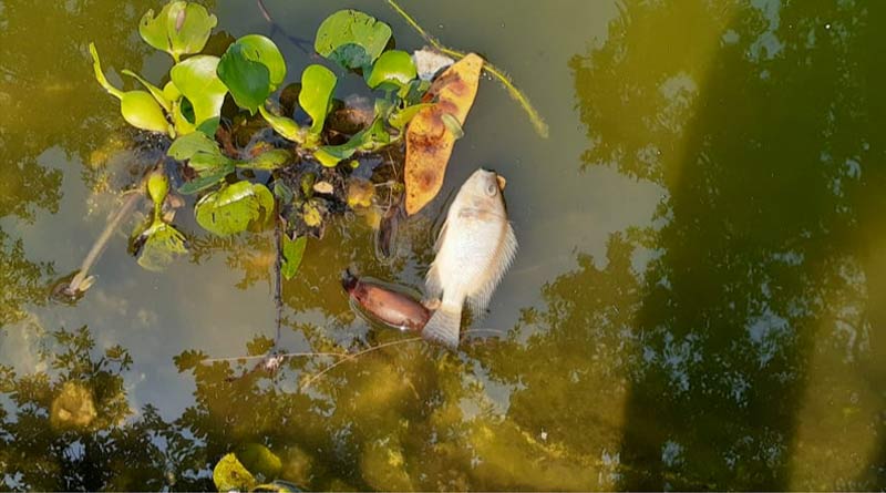 Huge number of fishes into the lake,Saheb Badh, Purulia died
