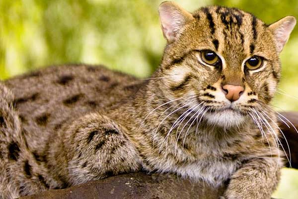 Fishing-cat