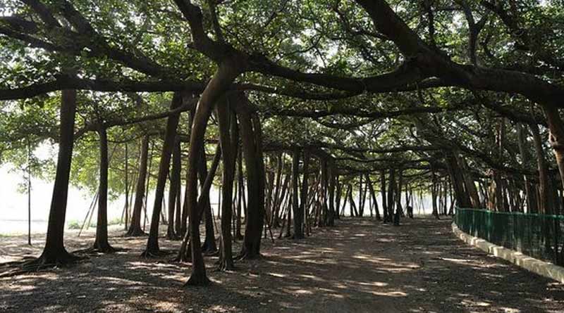 The great banyan tree at Shivpur Botanical Garden damaged seroiusly by super cyclone Amphan