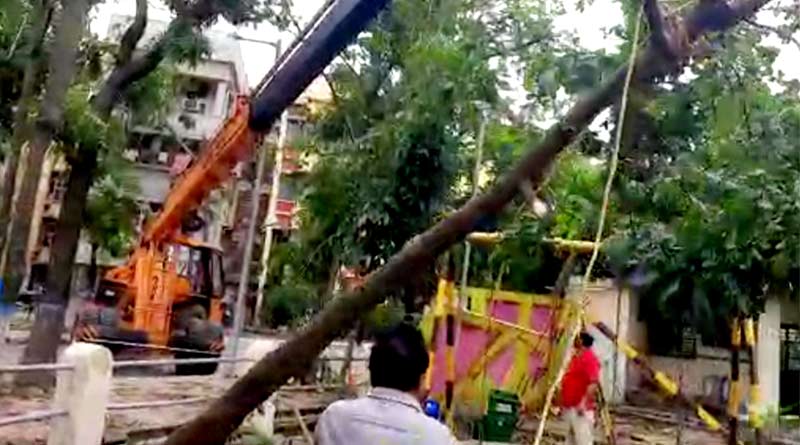 Dankuni natives are trying to plantation of trees which uprooted in Amphan