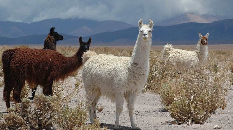 Llama antibodies could help treat coronavirus, shows UK study