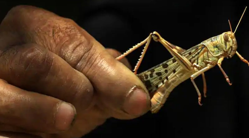 Pakistan now new breeding ground of locusts: experts