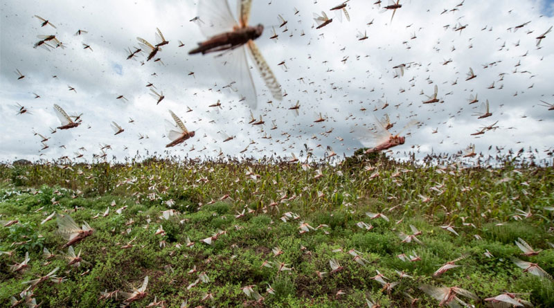 Rainfall favourable for breeding of locusts, said center's LWO