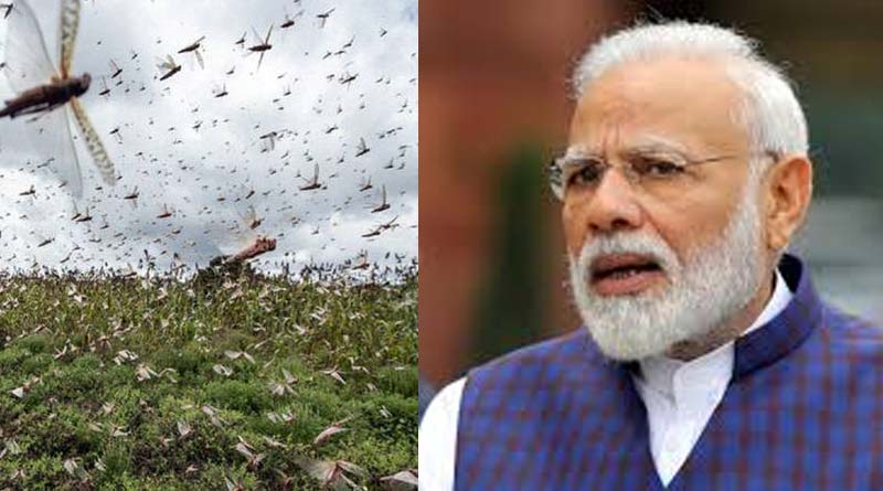 PM Modi over Locusts attack in India on Man ki bat