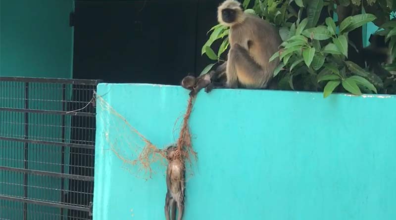 Monkey Cub died as Garden net becomes dead trap