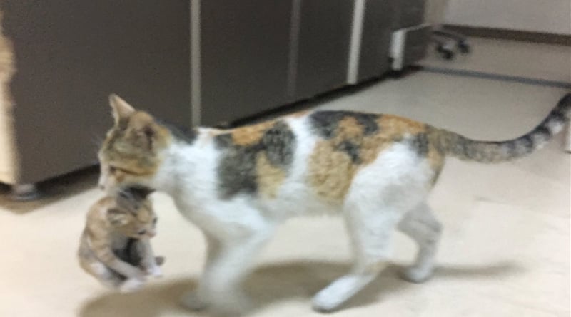 Mother cat takes sick kitten to hospital, doctors rush to help
