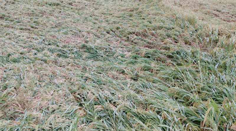 Paddy cultivation damaged due to thunderstorm in South 24 Paragana
