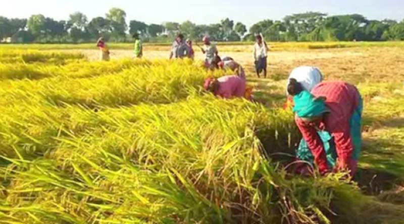 One-third of global food production at risk due to effect of climate change | SangbadPratidin