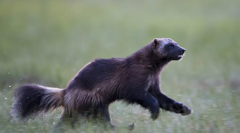 Rare wolverine seen near Washington makes conservationists amazed
