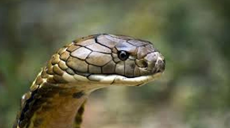 A snake found in a motorbike in Purulia on saturday