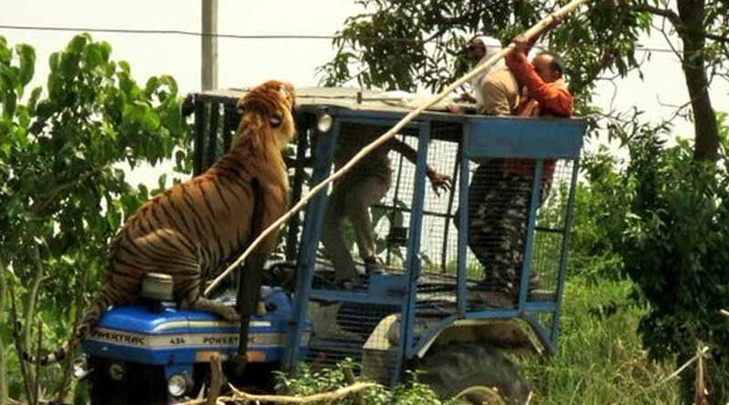 বাঁশ হাতে বাঘের সঙ্গে লড়াই, এক ব্যক্তির প্রাণ বাঁচিয়ে নেটদুনিয়ায় ‘হিরো’ বনকর্মী