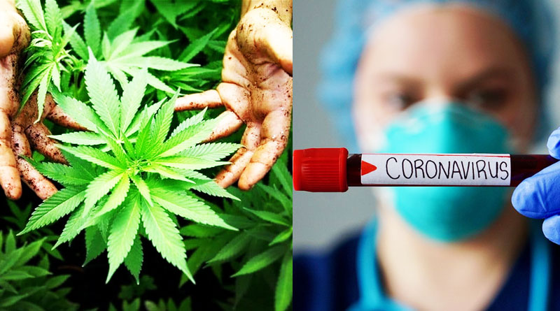 Study says, Cannabis Might Prevent COVID-19 Infections