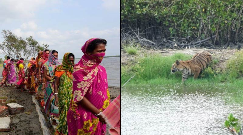 জঙ্গলে বাঘের ঘোরাফেরা, ভাঙা বাঁধে বসে এই দৃশ্য দেখে ভয়ে কাঁটা সুন্দরবনবাসী