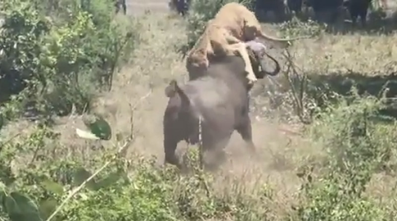 Buffalo Attacks A Resting Lion And Tosses It Away; Watch Video