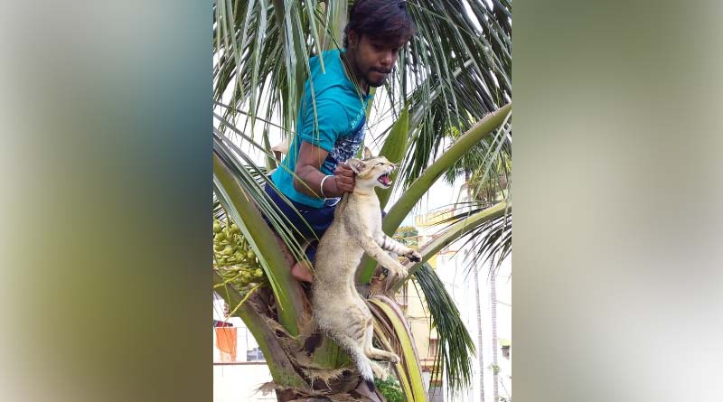 Cat climbed tree at the time of Amphan, rescued after 24 hours