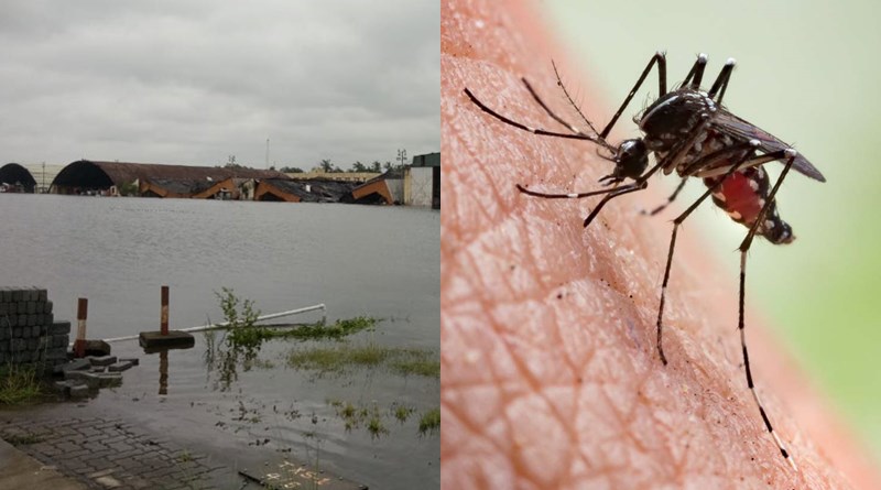 Mosquitoes can breed in rainwater, dengue is increasing fear after Amphan