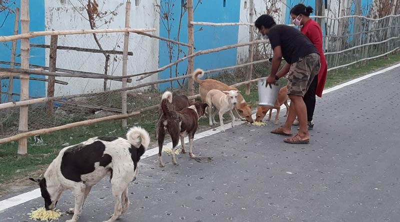 লকডাউনে জুটছিল না উচ্ছিষ্টও, অভুক্ত সারমেয়দের দায়িত্ব নিলেন ক্যানিংয়ের যুবক-যুবতীরা