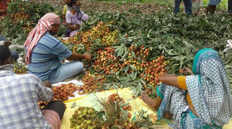 Lichi, guava and other fruits supplies stopped due to lockdown