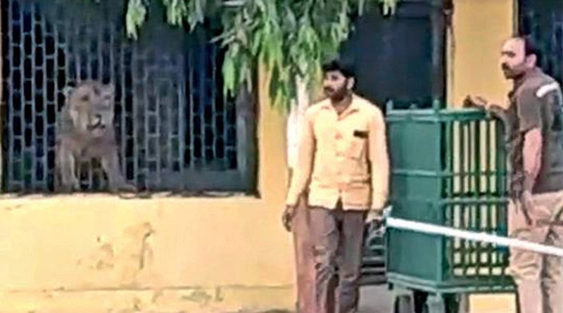 গুজরাটের প্রাথমিক স্কুলের ভিতরে পশুরাজ! ভয়ে কাঁটা গ্রামবাসী