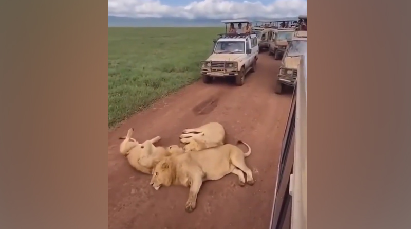 Lions cause traffic jam during tourists' safari ride in Africa. Viral video