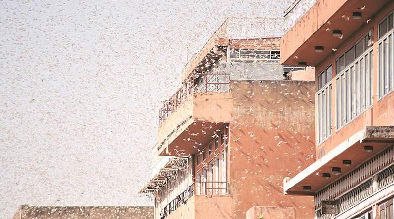 Locusts may enter in West Bengal, farmers are worried