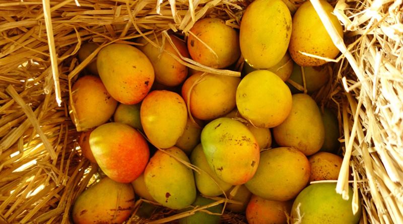 Trees have been damaged due to Amphan, the price of fruits may increase
