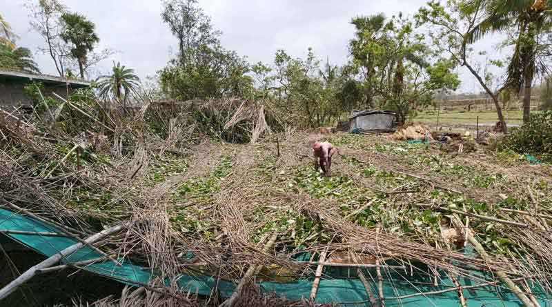 Sweet Betel leaf is in crisis after super cyclone Amphan