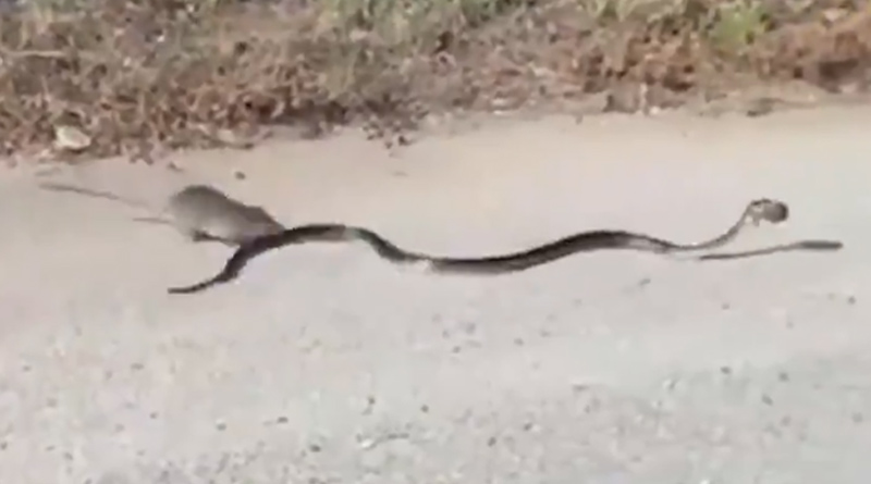Mother rat chases away snake to protect baby, video goes viral