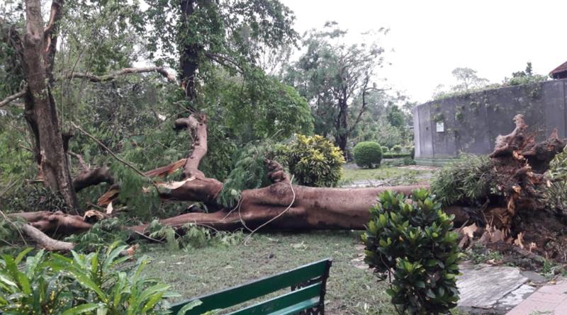 An ancient tree collapses near cage, Alipore zoo animals rescued
