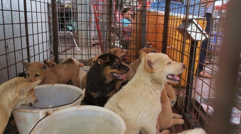 No lesson from Corona, again dog meat festival started in China