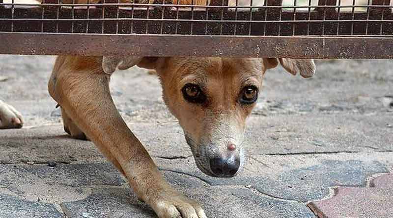 Kolkata: Police and firemen rescued 14 dogs from broken house