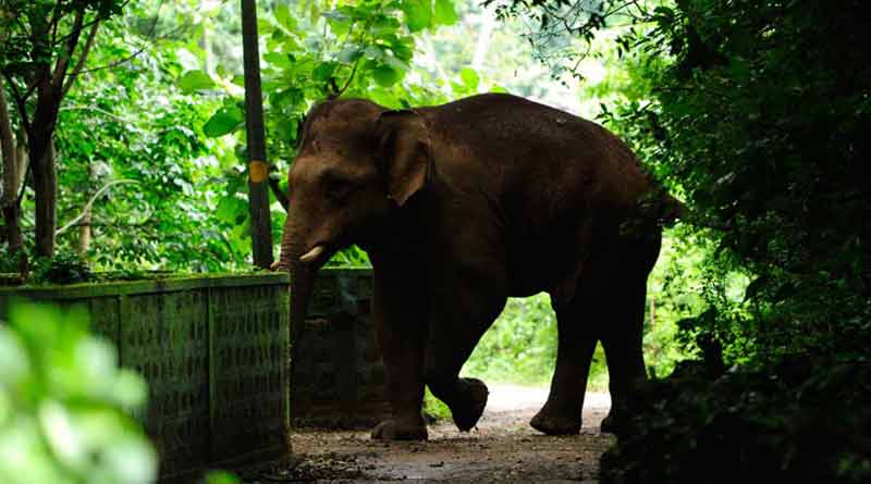 বজ্রাঘাত নাকি অন্য কোনও কারণ? বক্সা ব্যাঘ্র প্রকল্পে হাতির মৃত্যুর কারণে ধোঁয়াশা