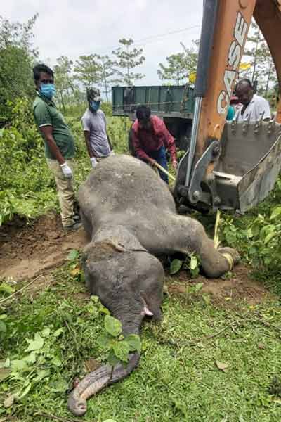 Elephant