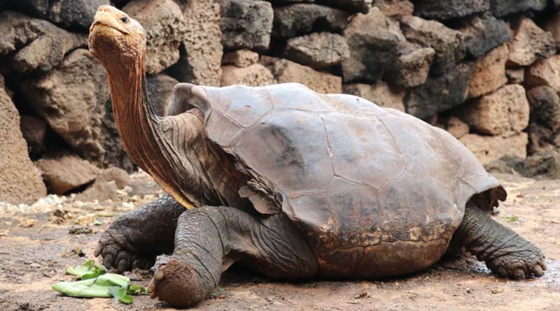 100 years old tortoise Diego retired after saving species from extinction