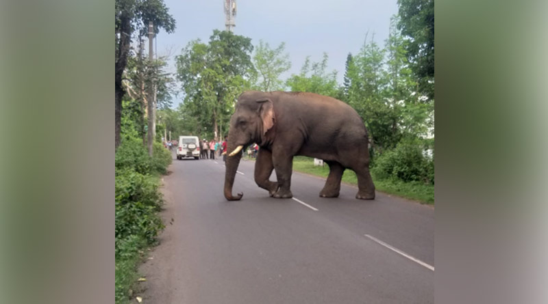 Marauding elephant on road sparks panic among people at Jhargram