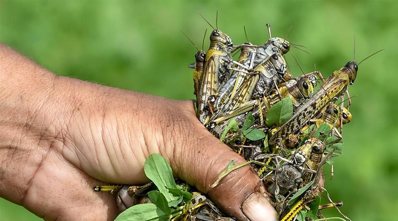 Pakistan has turned locusts into chicken feed to tackle the invasion