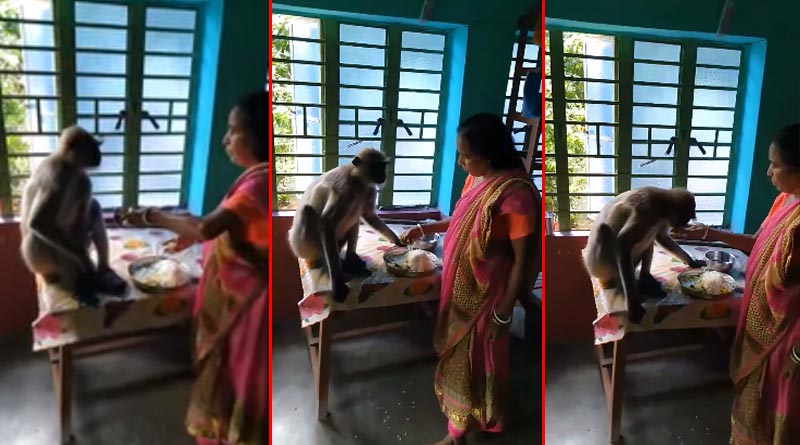 Woman feeds monkey at home, gets praised on social media