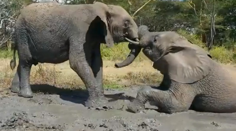 Orphaned elephant brothers play in mud. Adorable video from Kenya