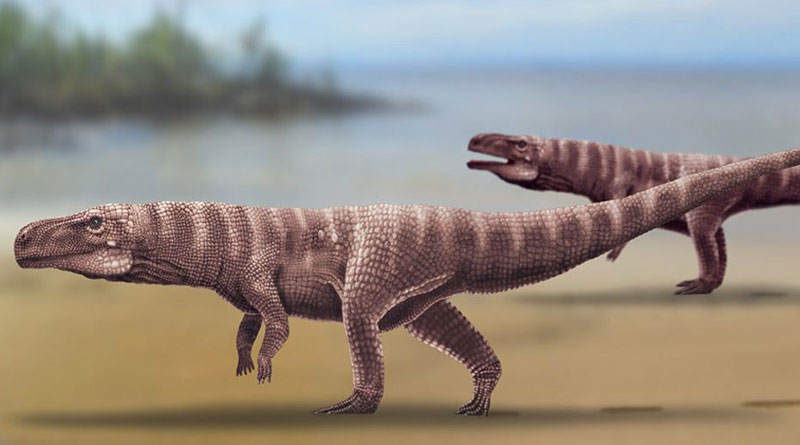 Scientists get stunned to analyze the fossil of crocodile,who were bipedal