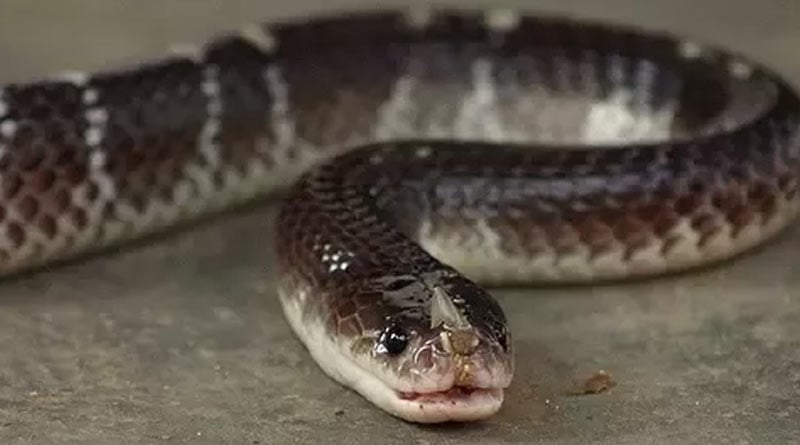 UP Boy Claims he has been bitten by a snake 8 times in the past month
