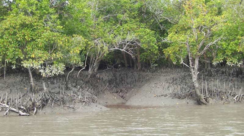 Sundarban-open