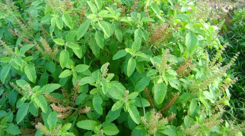State Govt decided to cultivate Tulsi to prepare AYUSH kwath