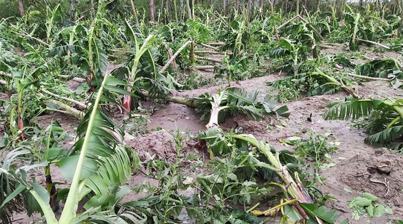 Farming damaged due to super cyclone Amphan