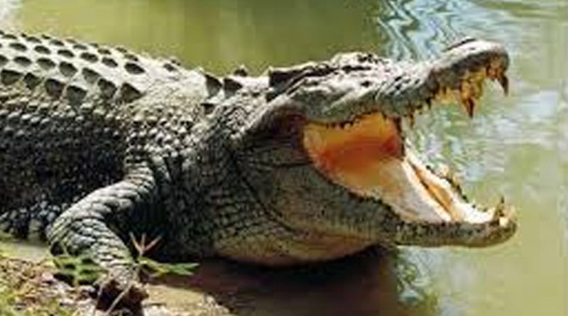 Scientists record first ever 'virgin birth' in crocodile। Sangbad Pratidin