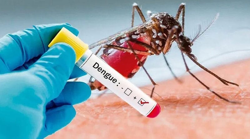 Dengue is increasing in North 24 Parganas, Kolkata is on no. 3, says report | Sangbad Pratidin