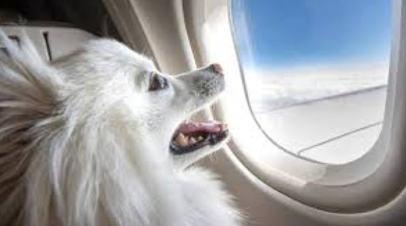 ‘All-pet’ private jet, costing Rs 1.6 lakh per seat, set to fly from Delhi