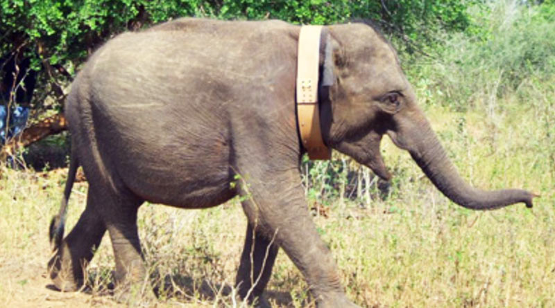 Uttarakhand government to use radio collar on elephant, for safety