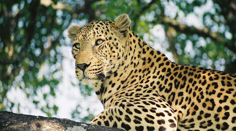 A man fights with a leopard to save her boy | Sangbad Pratidin