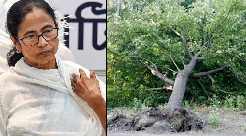 Mamata Banerjee govt to replant trees uprooted in super cyclone Amphan
